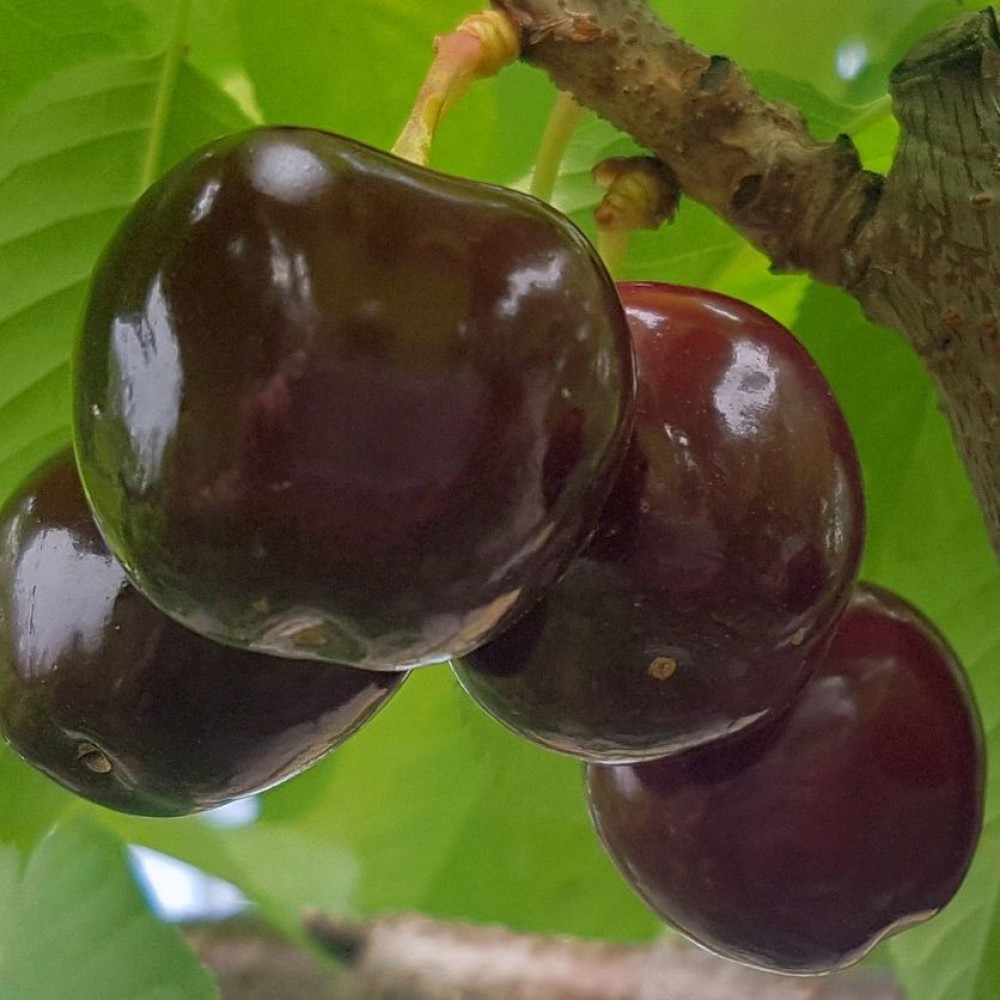 Черешня Бычье сердце