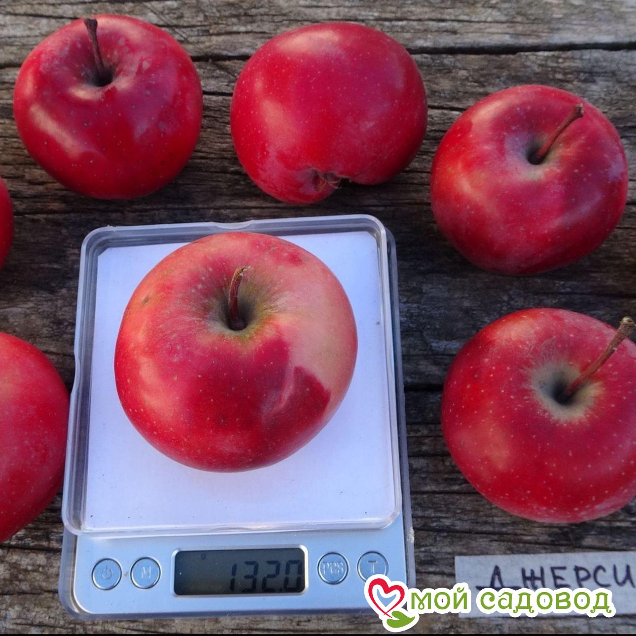 Яблоня Джерси