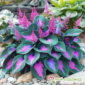 Хоста Лорд Прайд